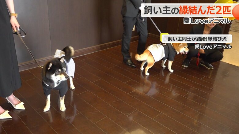 飼い主同士の縁を結んだ柴犬の「との」と「こてつ」