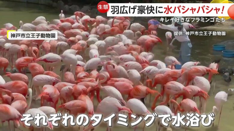 普段はそれぞれ好きなタイミングで水浴びをしているフラミンゴたち