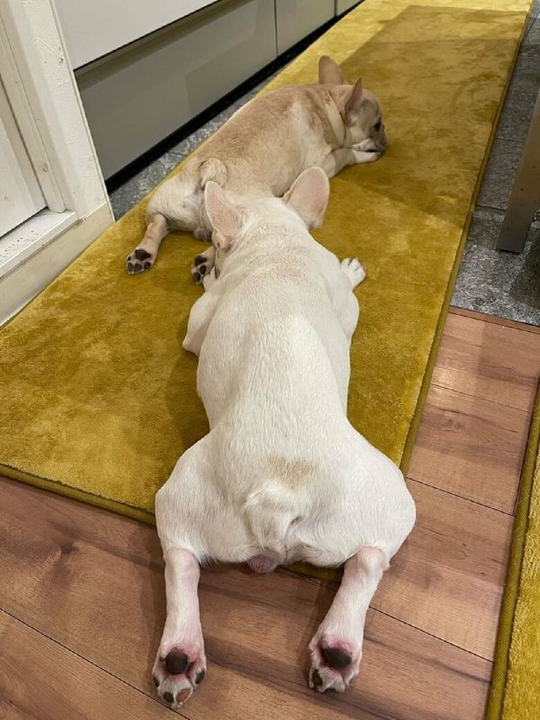 仲良く寝ている