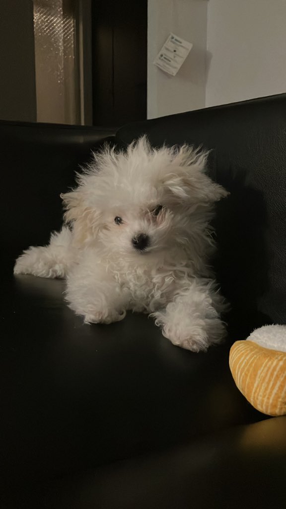 提供：白く、柔らかな犬さん