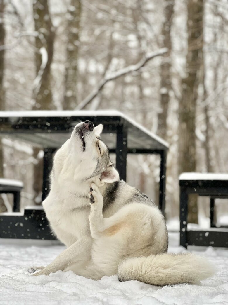 提供：ハスキーいちみちゃんと田舎暮らしさん