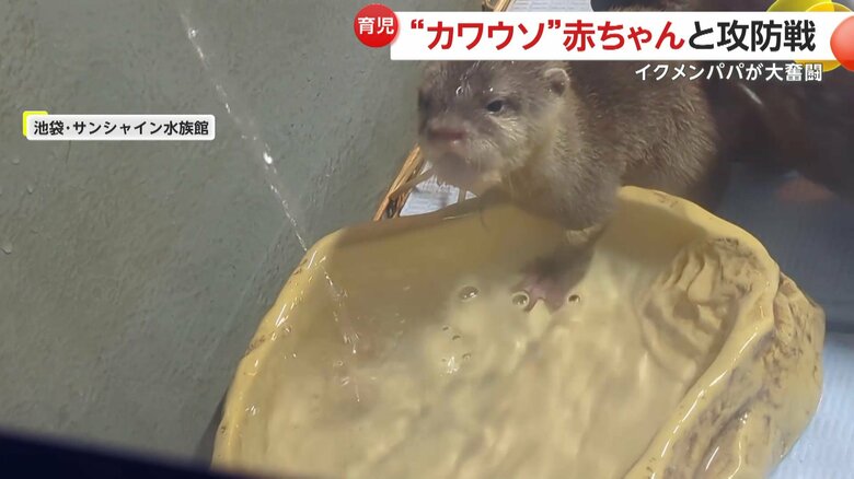 水遊び場に興味津々のカワウソの赤ちゃん（池袋・サンシャイン水族館）