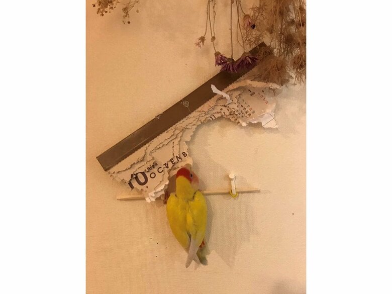 執念を感じて飼い主が作った足場