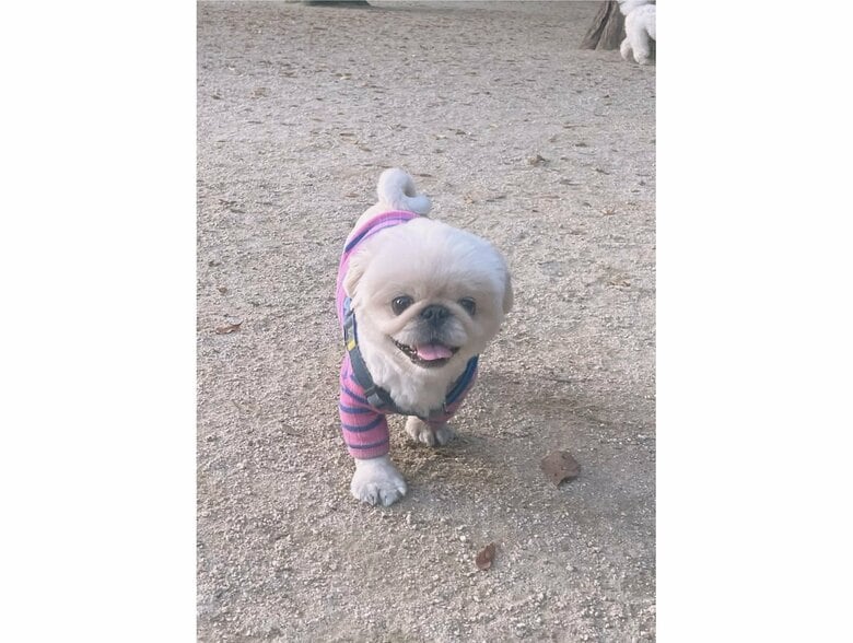 提供：てんてんの毎日さん