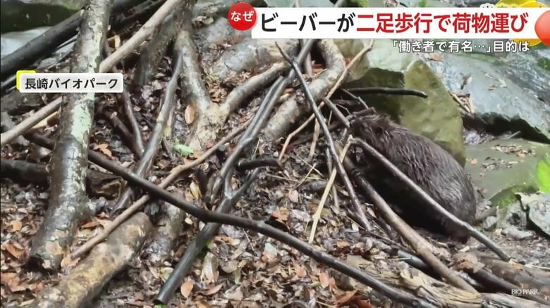 ビーバーは巣が完成したあとも屋根の補修などをするという