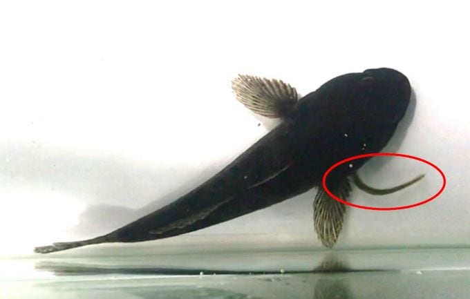 ニホンウナギの稚魚がドンコのエラの隙間から抜け出す様子（提供：長崎大学　長谷川悠波、河端雄毅）