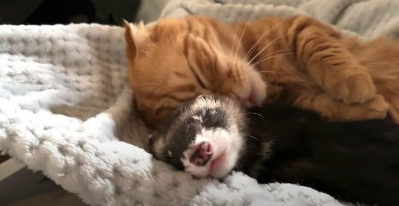 提供：IG @hinako_munchkinさん