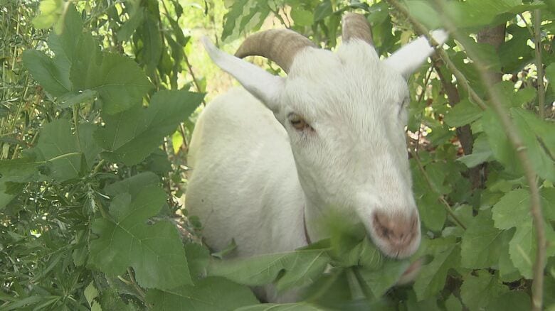 ムシャムシャ食べる「正雄」