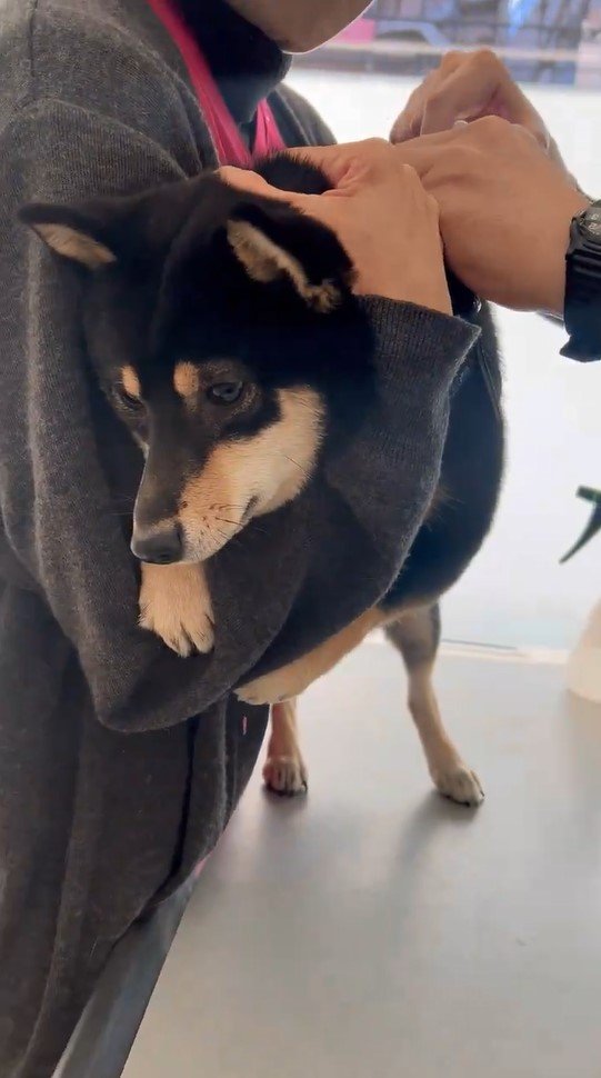 提供：豆柴ごま娘さん