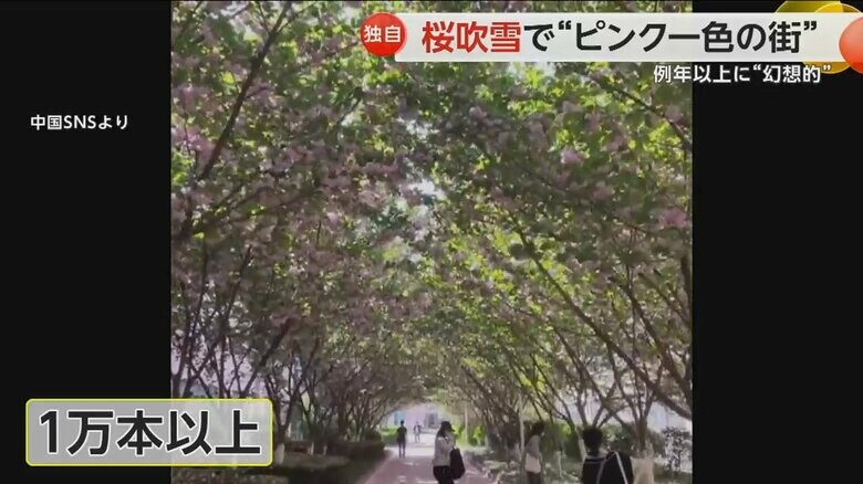 1万本以上の桜が植えられている陝西省宝鶏市