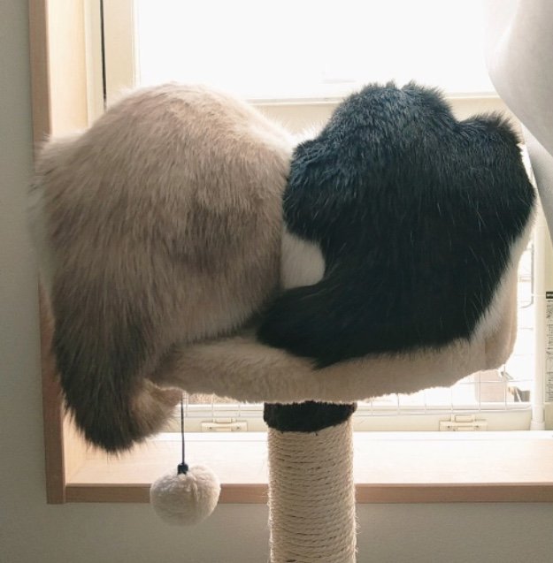 キャットタワーでの2匹（提供：かふぇらてさん）
