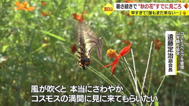 早くコスモスを見に来てもらいたい遠藤定治副会長