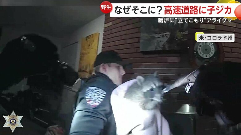 やだやだと、もがいて逃げようとする捕まったアライグマ