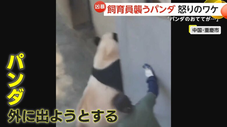 右前足をドアに挟まれ攻撃的になったか