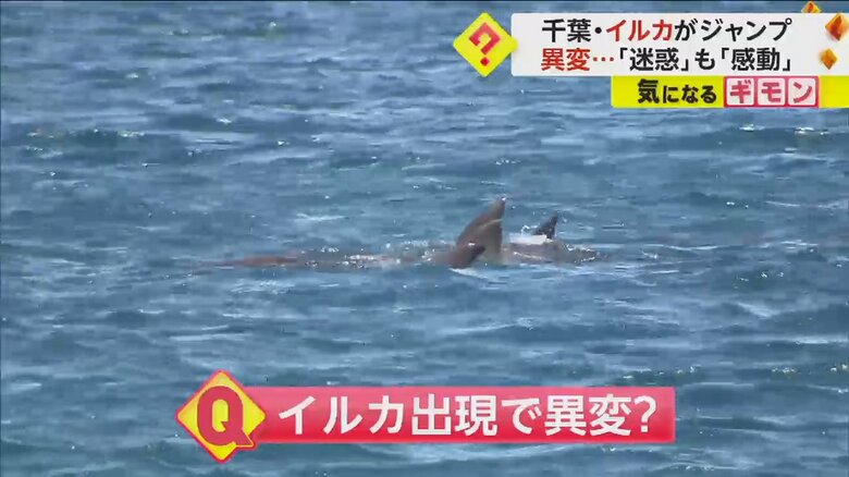 水面から出た、イルカの背びれ