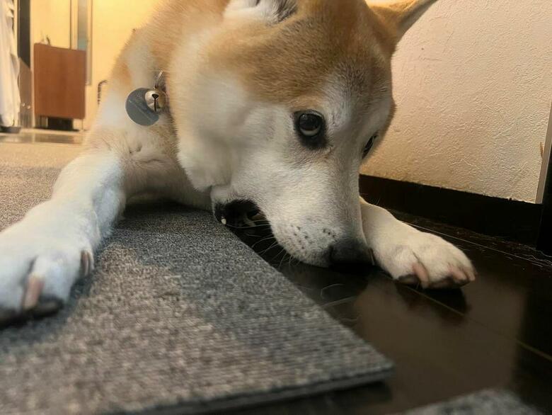 「んかーーーっ」（提供：柴犬 sasuke_紗助さん）