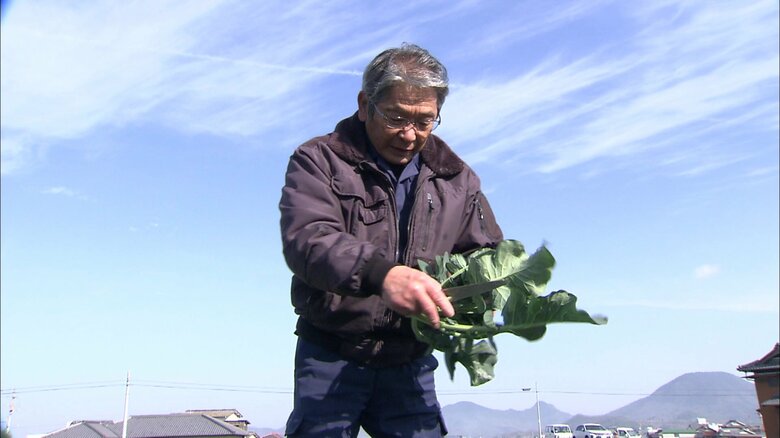 ブロッコリーを収穫する中西さん