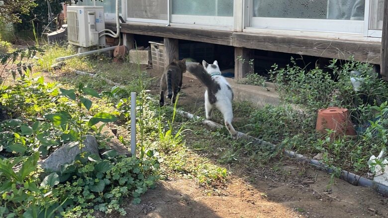 追いかけっこする2匹