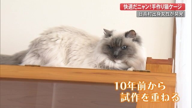 柏井さんの愛猫・カエデちゃん