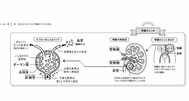 『100歳まで元気！腎臓を強くする食のトリセツ』から抜粋（イラスト：うてのての）