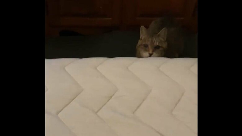 22歳でも元気なモカちゃん。ジャンプの様子その2