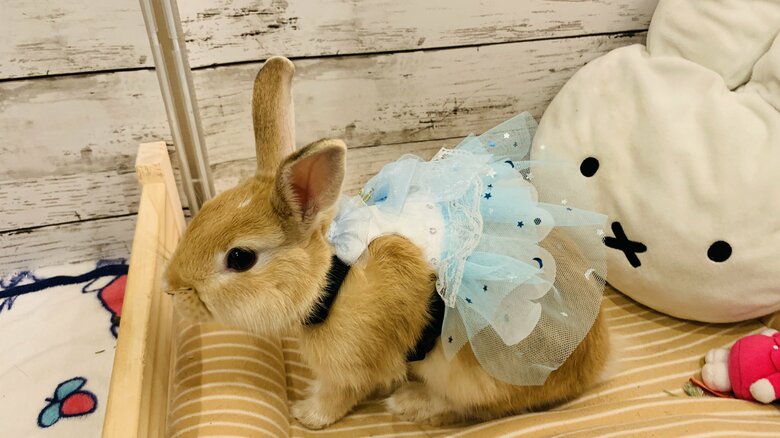 提供：げんまいとうるちさん