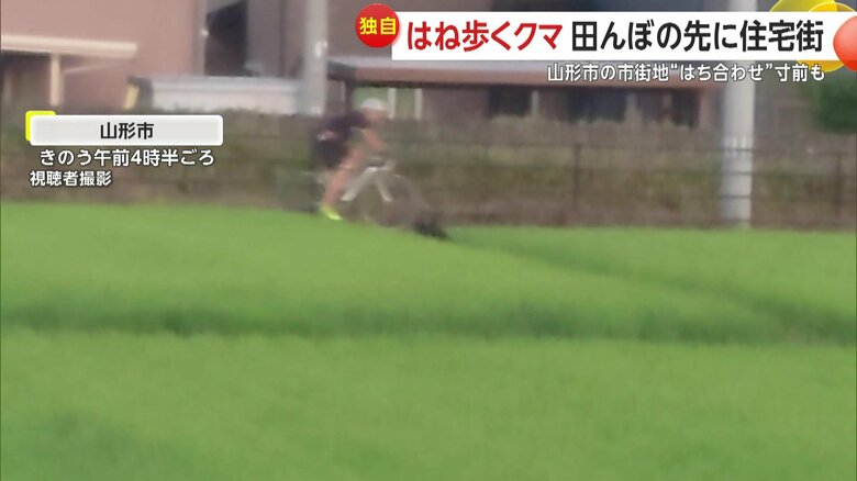田んぼをはね歩くクマが自転車の男性とニアミスの瞬間⑤