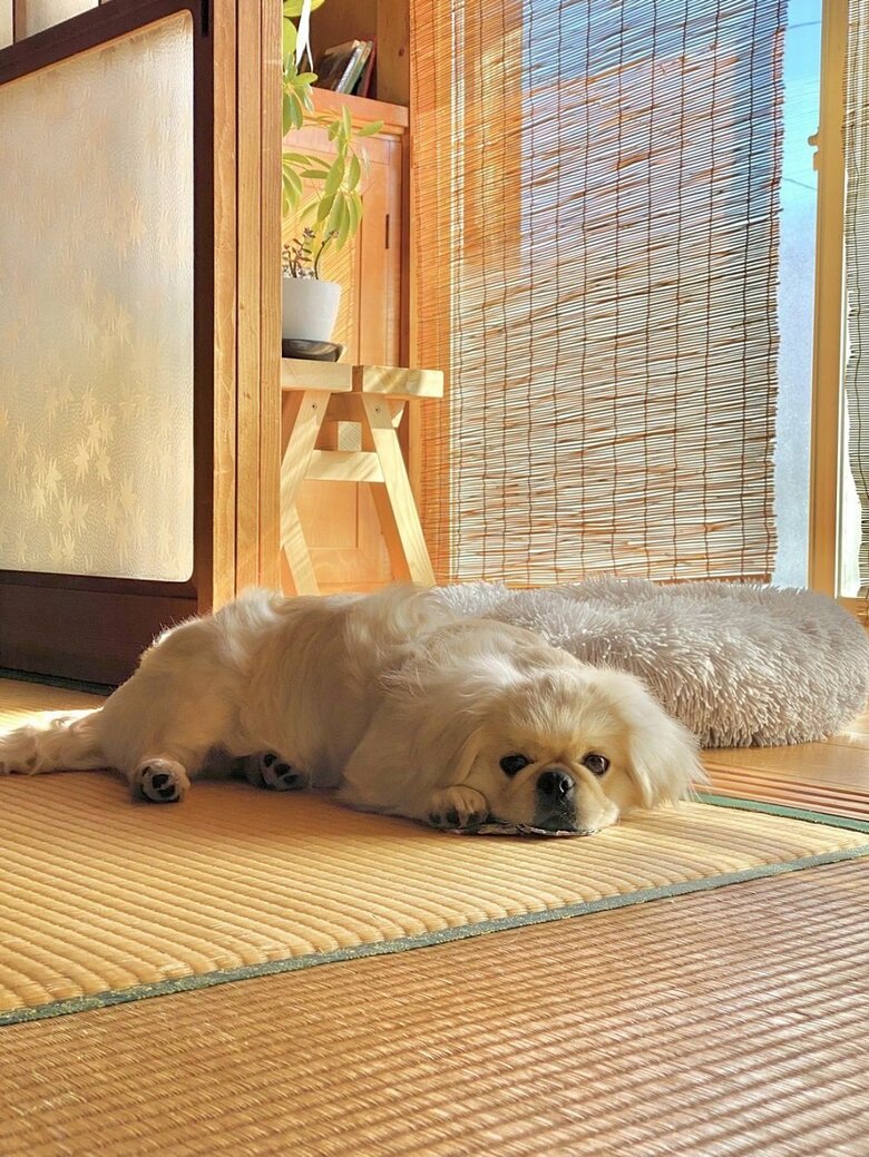 ひなたぼっこ