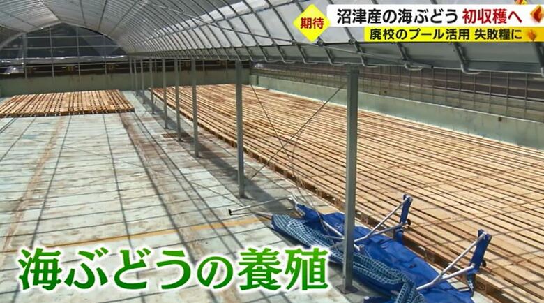 旧内浦小学校のプールを活用