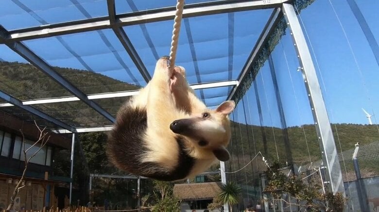 綱渡り（提供：伊豆アニマルキングダム）