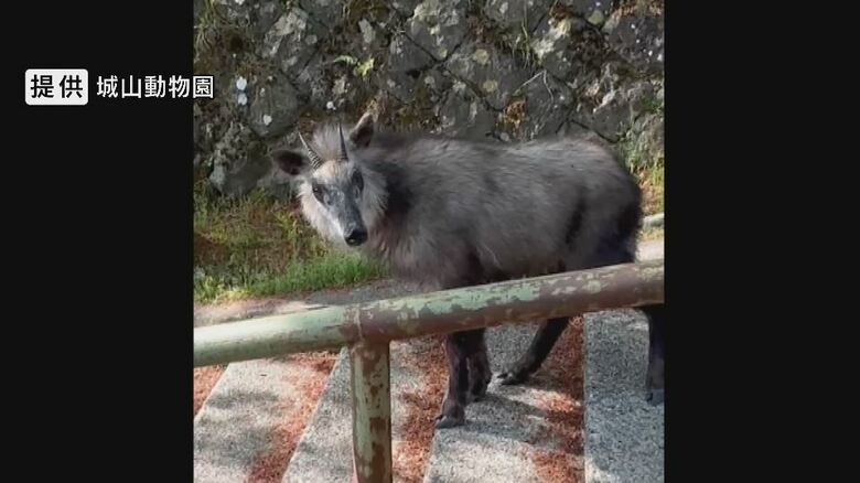 神社にニホンカモシカが出没　提供：城山動物園