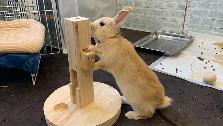 提供：げんまいとうるちさん