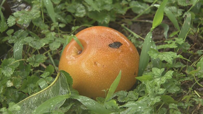 2000個の梨が落下した