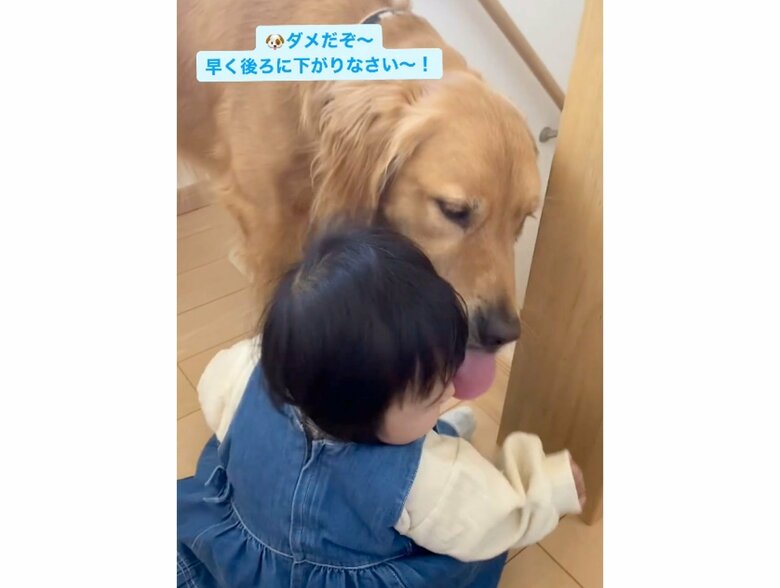ダメだぞ～早く後ろに下がりなさい～！（提供：＠_golden_rajahさん）