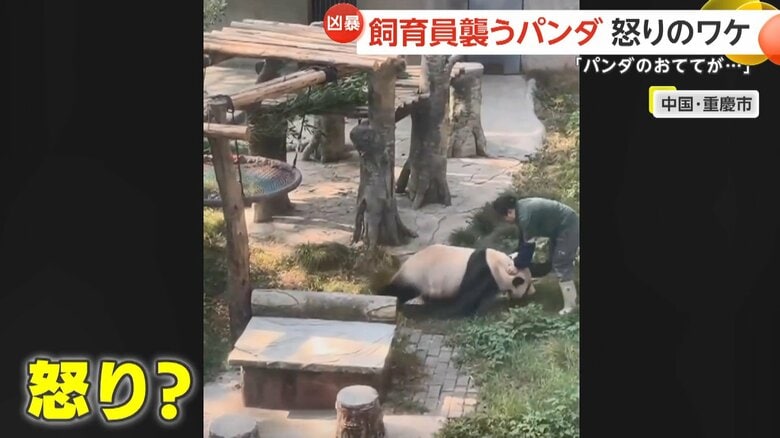 飼育員に襲いかかるパンダ