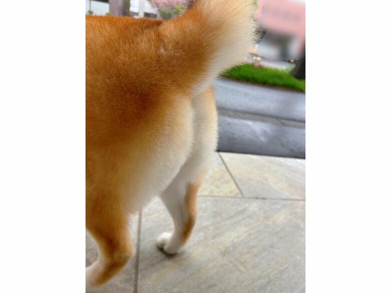 提供：赤柴いちさん