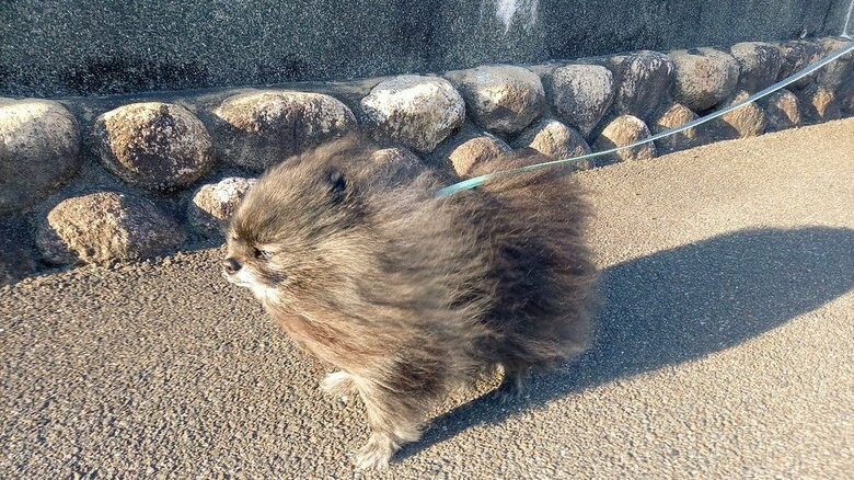風に吹かれるとこうなる