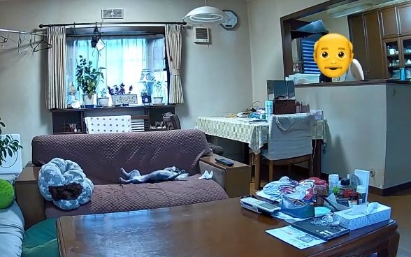 こちらは2023年9月の映像。飼い主さんの前でもドーンと寝転がるこつぶちゃん