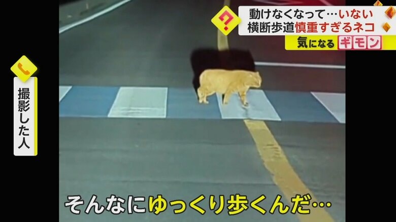 「そんなにゆっくり歩くんだ…」と撮影者も驚くスピードで歩くネコ