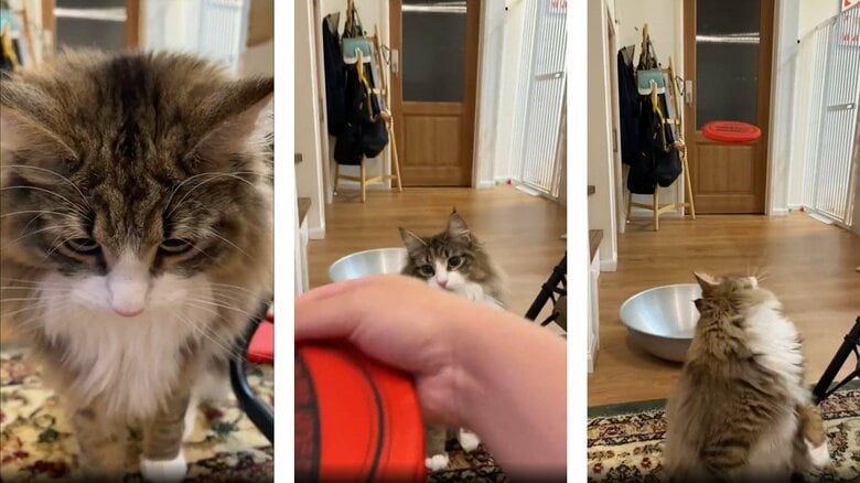 受け取ると再び投げる飼い主さん（提供：しろあんでっかい北欧猫さん）