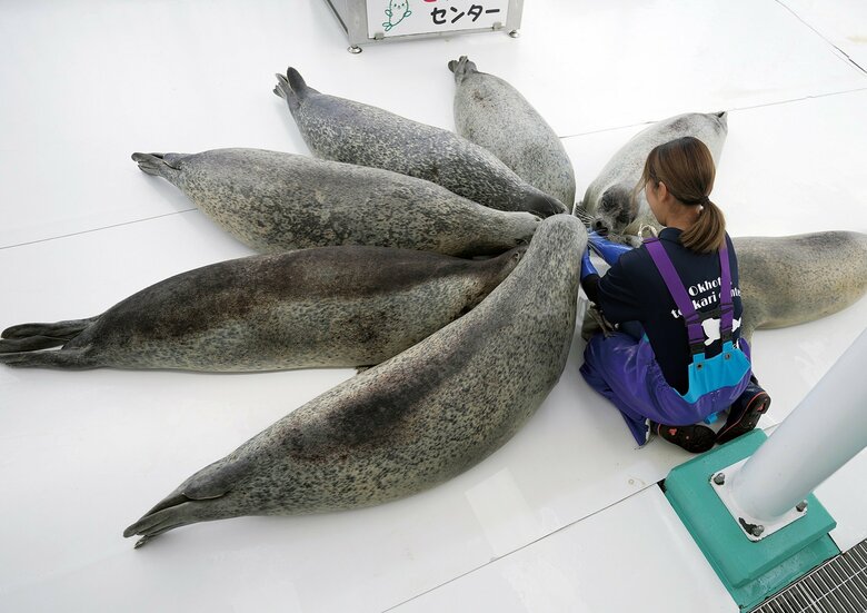 飼育スタッフのもとに集まるアザラシたち（『アザラシまるごとBOOK』より）