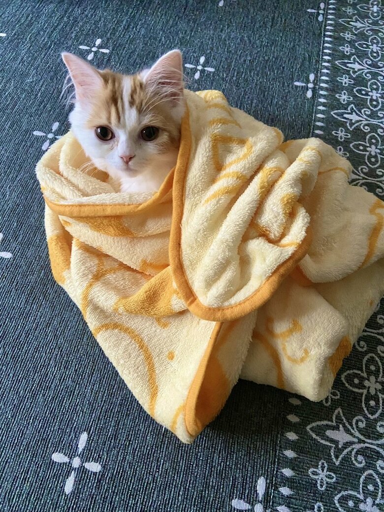 タオルに包まれてきょとん顔　包まれていると安心できる？