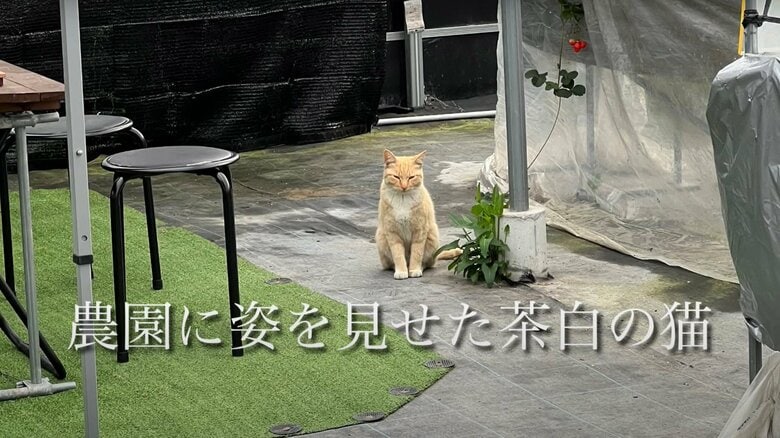 チャミちゃんを迎えるまで（1）