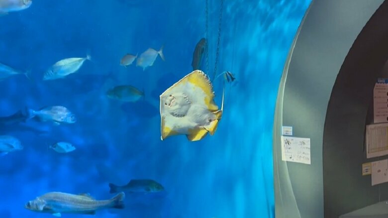 別日の落下中の様子（提供：浜名湖体験学習施設ウォット）