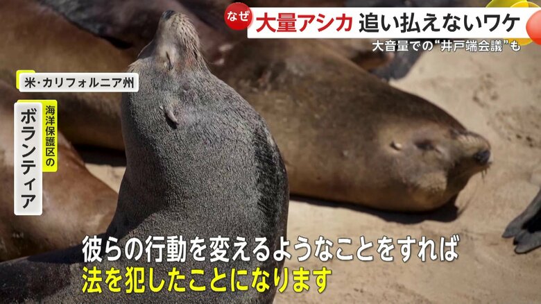 アシカの行動に影響を与えると法律違反