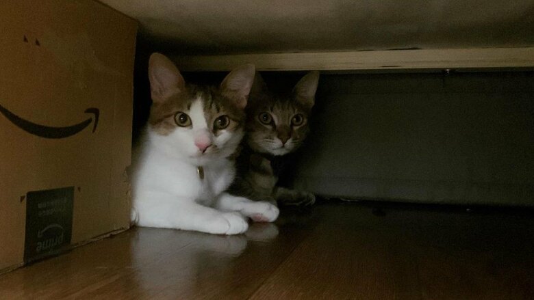 ベッドの下がお気に入りの場所