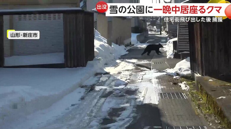 住宅街を走るクマ
