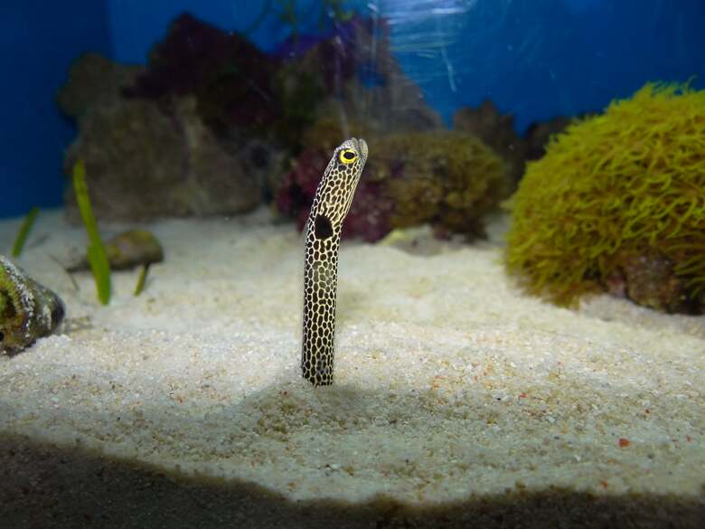 提供：沼津港深海水族館