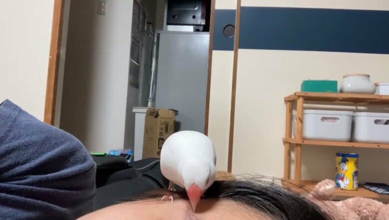 飼い主さんの眉毛をツンツンするおいりくん