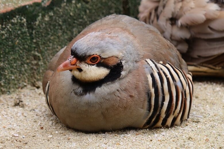 うずくまるイワシャコ（提供：松江フォーゲルパーク）